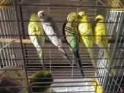 Yavru Muhabbet kuşları