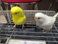 Yavru-Takım-Lutino-Albino kuşlar 