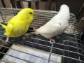 Yavru-Takım-Lutino-Albino kuşlar 