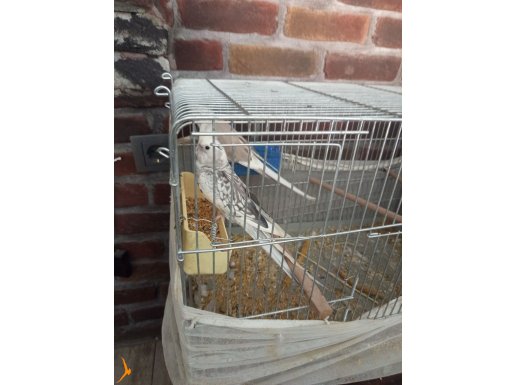 Takım sultan papağanı 