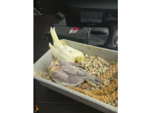 Yavru sultan papağanı 