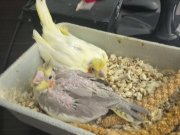 Yavru sultan papağanı 