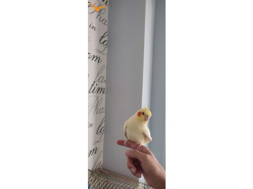 8 aylık sultan papağanı + kafes