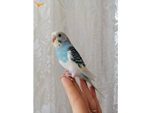Dosta gider satılık Üretimhane 