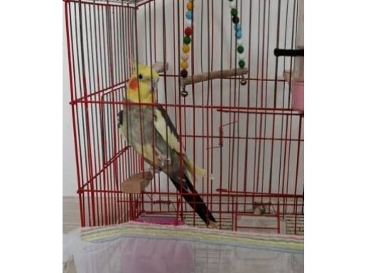 Evcil, insancıl, pırıl pırıl  Erkek sultan papagani 