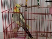 Evcil, insancıl, pırıl pırıl  Erkek sultan papagani 