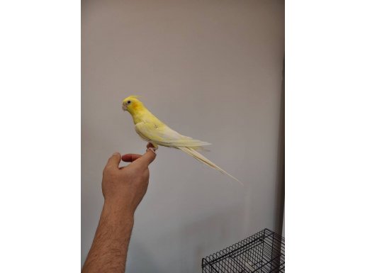 evcil erkek lutino sultan kafesi ile birlikte verilecektir