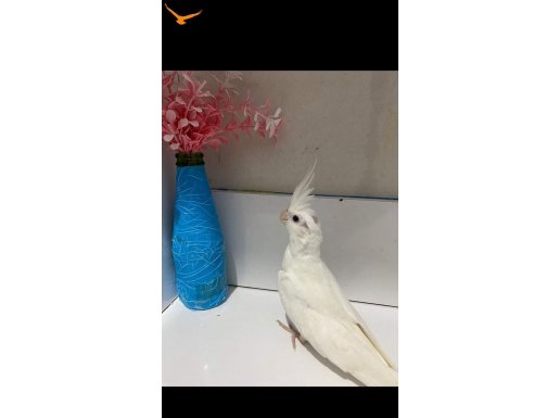 Ele kola aliştırmalik albino yavrular 