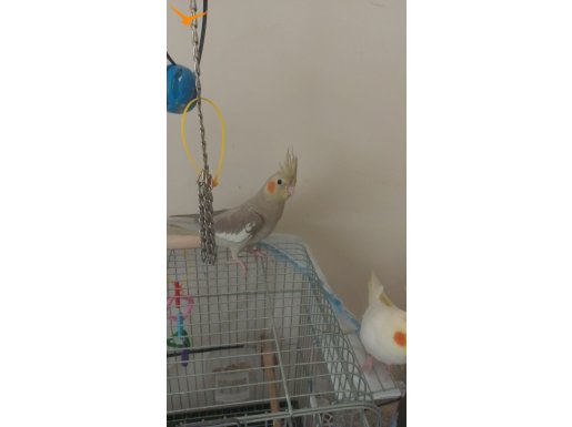 PEARL - GREY MELEZİ ( GİRESUN ELDEN TESLİM)