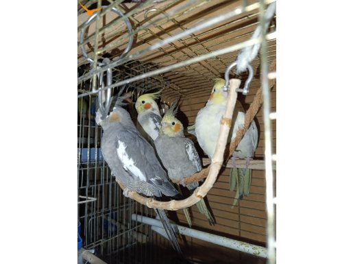 3 aylık el beslemesi bebekler