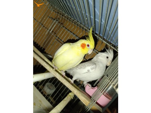 Alışkın Verimli çift. Lutino white face