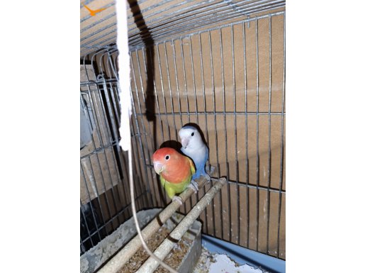 Yavru alınmış çift