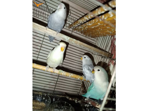 El beslemesi bebekler cennet