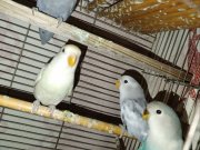 El beslemesi bebekler cennet