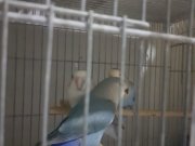 Cennet yavruları bebek alışkın