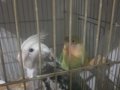El beslemesi bebek sultanlar