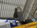 El beslemesi cennet papagani bebek ve takım