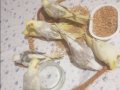 Sultan papagani bebek white face ve diğerleri