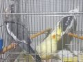 Sultan papagani bebek white face ve diğerleri