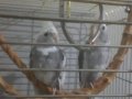 Sultan papagani bebek white face ve diğerleri