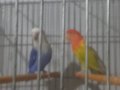 Cennet papagani çift