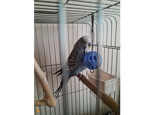 Jumbo gri konuşan muhabbet kuşu