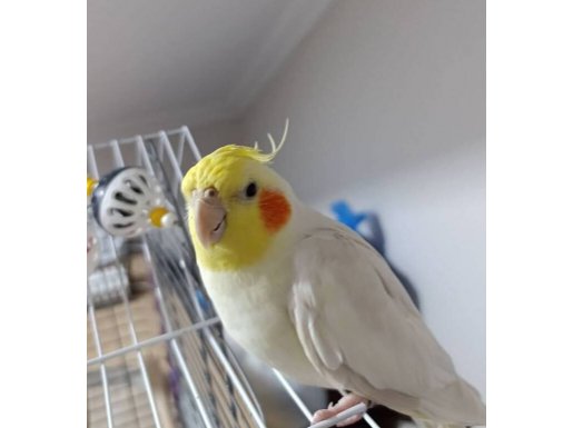 Karizma Sultan Bebek