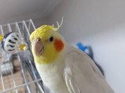 Karizma Sultan Bebek