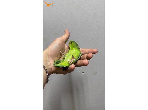 Forpus Papağanı El Besleme Yavrular 81 ile gönderim var 
