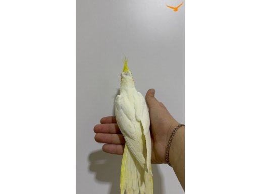 SULTAN PAPAĞANI YAVRU 81 İLE GÖNDERİM VAR