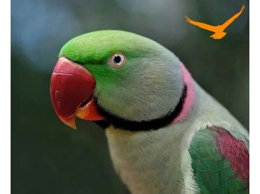 ALEXSANDER İSKENDER PAPAĞANI | 81 İLE GÖNDERİM VAR 