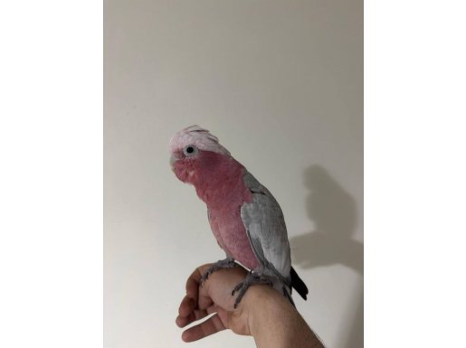 KAKADU EVCİL KONUŞAN GÖNDERİM VAR 