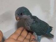 MONK PAPAĞANI EL BESLEME 20 GÜNLÜK GÖNDERİM VAR