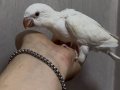 MONK PAPAĞANI YAVRU 81 İLE GÖNDERİM VAR