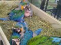 MACAW YAVRU EVCİL EL BESLEME GÜVENLİ GÖNDERİM 