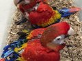 MACAW YAVRU EVCİL EL BESLEME GÜVENLİ GÖNDERİM 