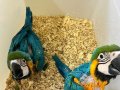 MACAW YAVRU EVCİL EL BESLEME GÜVENLİ GÖNDERİM 
