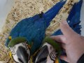 MACAW YAVRU EVCİL EL BESLEME GÜVENLİ GÖNDERİM 