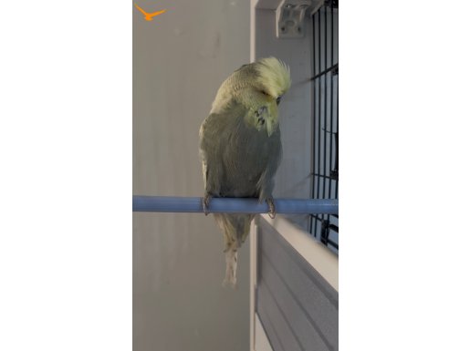 VASIFLI BASKIN ERKEK SHOW MUHABBET KUŞU