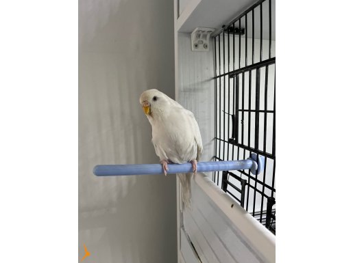 Ele Alışkın Albino Yerli Dişi
