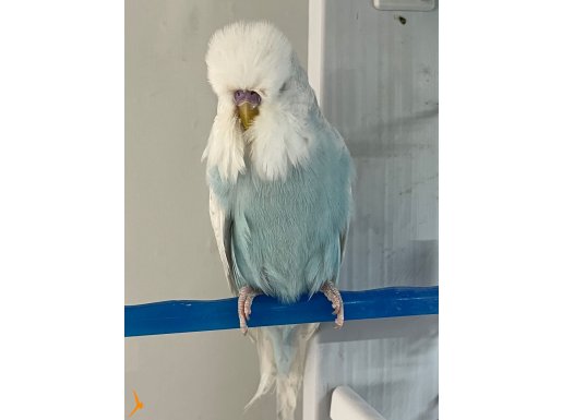 9 Aylık erkek ve dişi Show Jumbo 