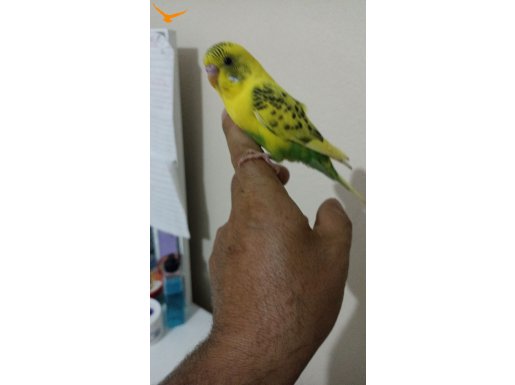 Muhabet kuşu 2 erkek 4 aylık 