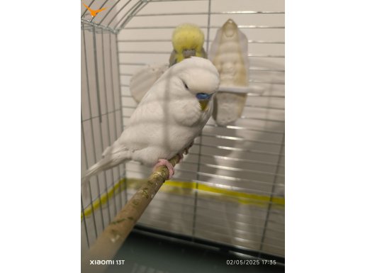 Albino Jumbo Muhabbet Kuşu 