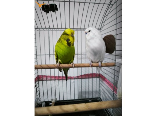 Hazır Takım Kaliteli Muhabbet