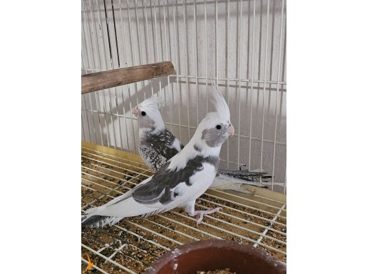 Beykoz çekmeköy sınırı