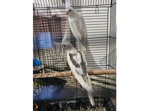 Beykoz çekmeköy sınırı