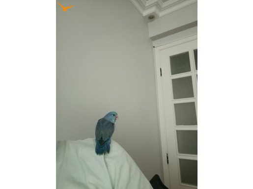 Erkek forpus papağanı