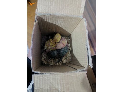 El besleme sevda papağanı