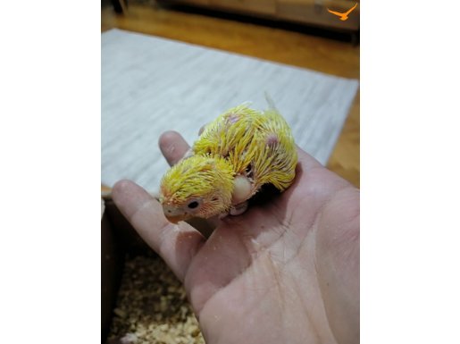 Sevda papagani yavrulari