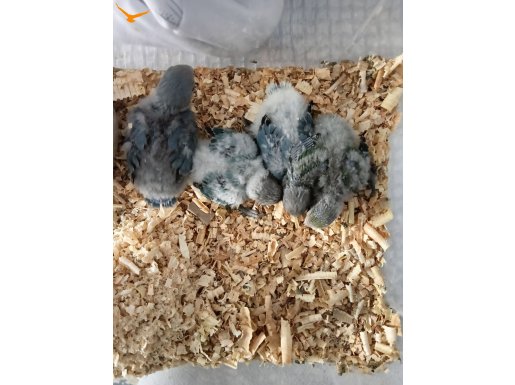 El besleme sevda papağanlari